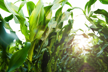 Green corn leaves illuminated by sunlight in agriculture field, healthy crop growth, farming nature background, sustainable agriculture and food production