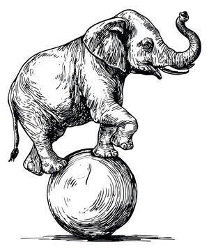Hand drawn line art illustration of an elephant depicting balancing on a ball for a circus performance
