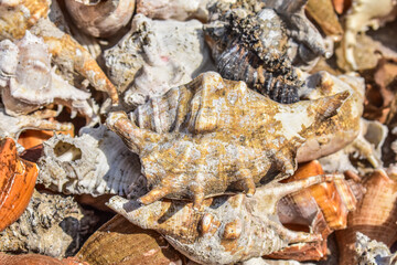 Natural arrangement of sea shells resting on beach sand, highlighting marine patterns, weathering, and coastal environment details