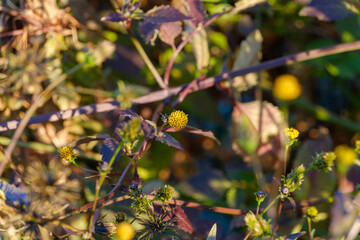 冬の野原に自生する黄色いコセンダングサの小さな花と紫色の葉