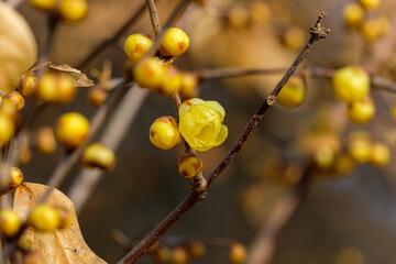 冬の暖かな日差しに照らされたロウバイの蕾と一輪の花