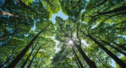 Looking up at tall trees with green leaves towards sun in forest