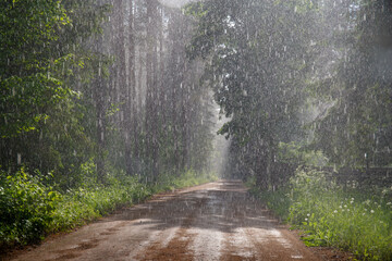 road through the forest during the rain © talavietis