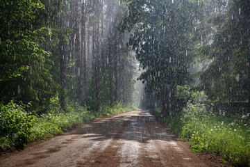 road through the forest during the rain