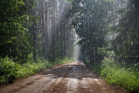 road through the forest during the rain