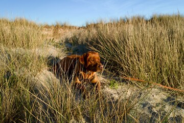 Brown dog in coastal dune grass at a sandy beach &mdash; pet outdoors in warm sunlight