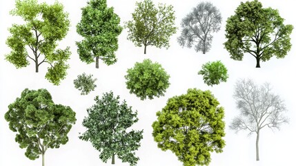 Top-down perspective of various tree designs