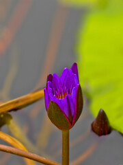 purple lotus flower in the pond