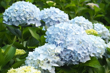 植物　風景　花　薄青