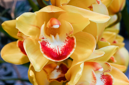 シンビジューム Images – Browse 657 Stock Photos, Vectors, and