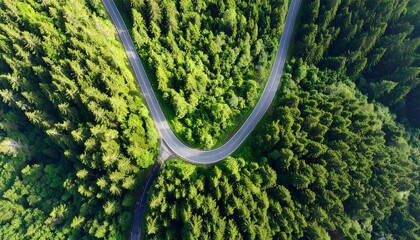 Winding road through a dense forest. High-angle view