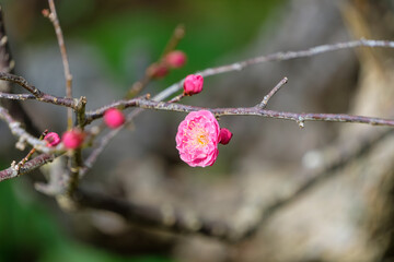 冬の枝に一輪美しく咲いたピンク色の梅の花