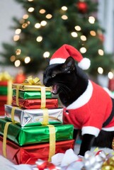 Crazy black cat in Christmas outfit causing mischief with gifts and Christmas tree &mdash; ai