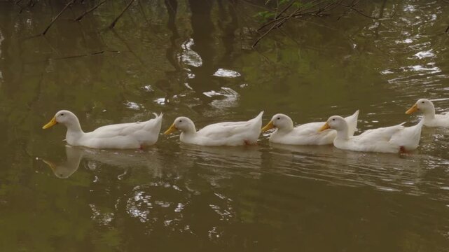 group of white duck swimming on a rural pond