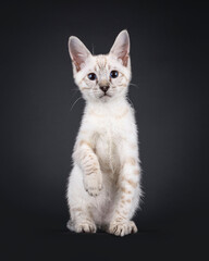Obraz premium Rare snow Savannah cat kitten, sitting up facing front. Looking straight to camera with blue eyes with one paw lifted. Isolated on a black background.
