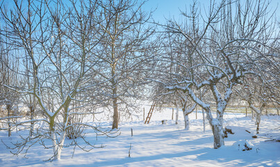 Fruit orchard on a sunny winter day.