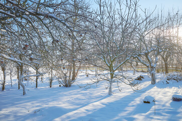 Fruit orchard on a sunny winter day.