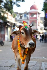 Decorated cow during Mattu Pongal festival on streets of India &mdash; ai