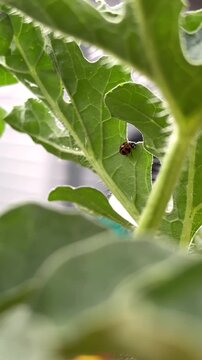 Ladybug explores a green watermelon leaf