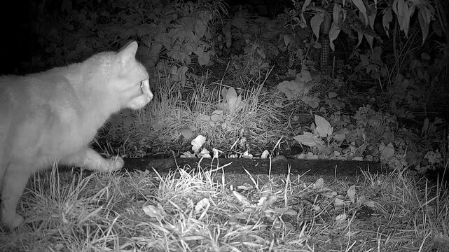 White  cat  at  night  with  shining eyes 