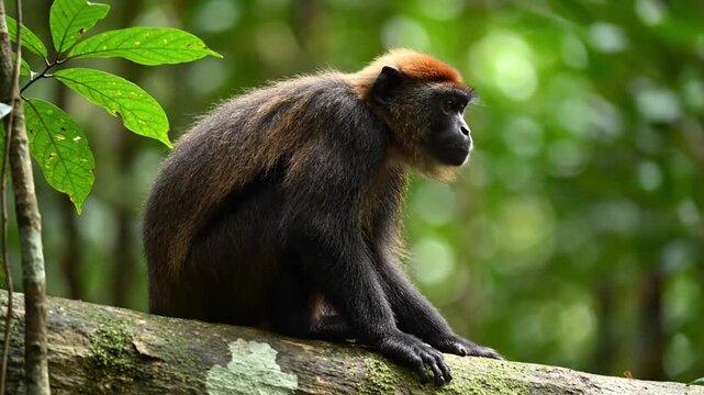 A captivating close-up captures a primate with striking reddish-brown fur on its head and a dark, shaggy body, calmly sitting on a rugged, moss-laden tree branch. The creature appears reflective, look