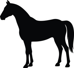 A striking silhouette of a majestic horse stands proudly in a black shape