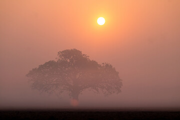 Fototapeta premium Solitary Tree Silhouette in Golden Misty Sunrise Landscape