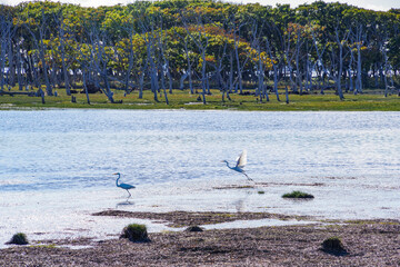 野付半島のナラワラに生息するサギ