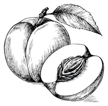 Hand drawn line art peach fruit set featuring a whole and a halved peach with a pit for healthy food and fresh produce designs