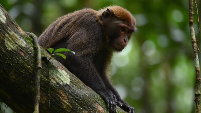 A captivating close-up shot features a serene monkey, a primate with rich brown fur and a distinctive reddish-brown head, perched thoughtfully on a thick, moss-covered tree branch. The animal sits cal