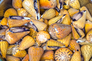 装飾品や工芸品として使われるタイガーコーンシェル