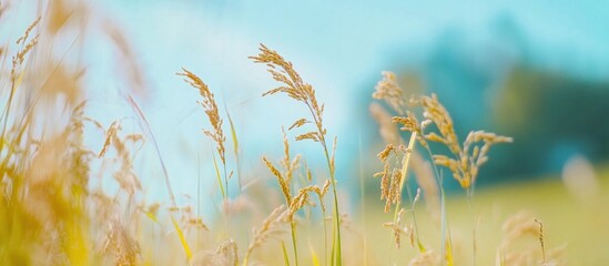 Golden Ears of Grain in a Sunny Field with Soft Blue Sky Background