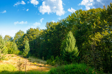 beech forest on the hill in late summer. carpathian mountains of ukraine under blue sky clouds. beautiful green environment background in morning light for wilderness photo adventure on a sunny day