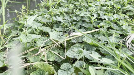 Green insect on lush green foliage