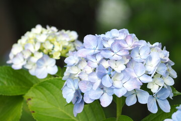 植物　風景　花　夕方