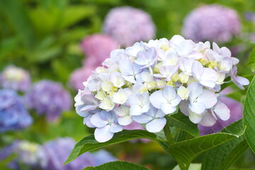 植物　風景　花　夕方