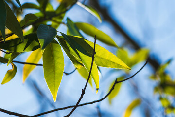冬の森　日差しに輝き透ける木の葉のアップ05
