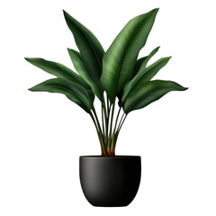 A plant with long green leaves sits in a black pot. Sunlight shines on the plant in a bright setting