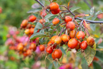 Rosehip Bush with Orange Berries
