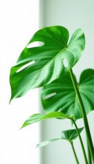 Vibrant green Monstera deliciosa leaves, isolated on pure white background , monstera, white background, pattern