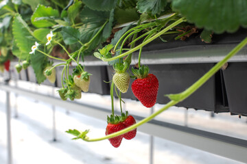 Grown strawberries are suspended in structured hydroponic systems along the rows of the greenhouse