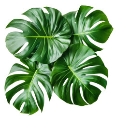 Five large monstera leaves are placed together on a white surface, showcasing their unique shapes and colors
