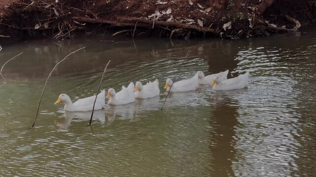 group of white duck swimming on a rural pond
