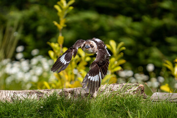 kookaburra in flight