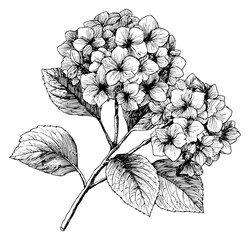 Hand drawn line art illustration of a hydrangea flower depicting a botanical element for floral designs