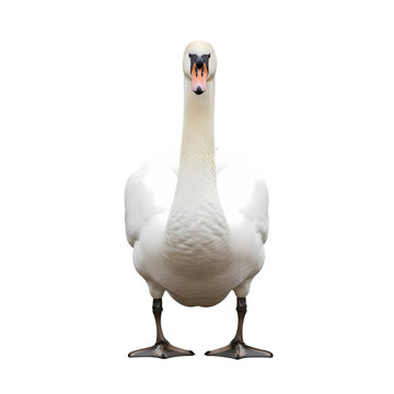 Graceful white mute swan standing and facing forward, isolated subject on alpha channel