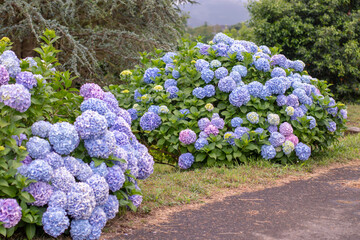 Dome-shaped bigleaf hydrangea bushes with blue and purple blooms lining garden path. Hydrangea macrophylla