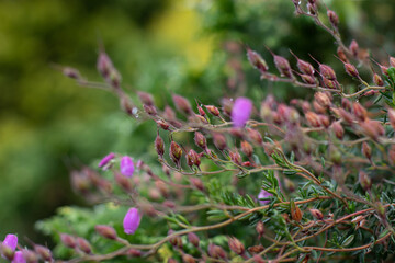 Dewy wild seed capsules on delicate stems. Soft green background