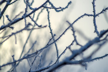 Thin branches are coated in fine white frost