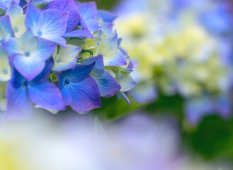 Soft hydrangea flower background with yellow and blue blooms. Selective focus